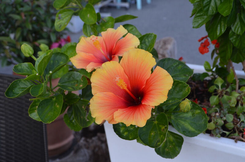 Fleur décorative