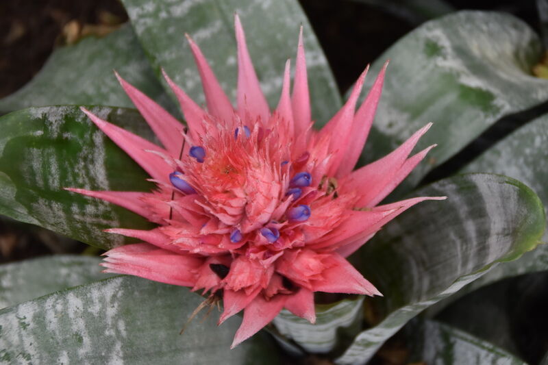 Fleur décorative