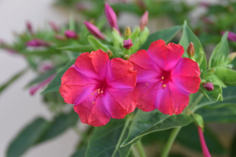 Fleur décorative