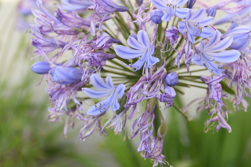 Fleur décorative