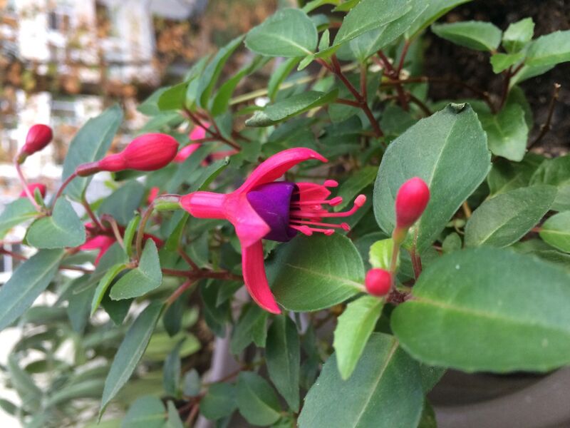 Fleur décorative