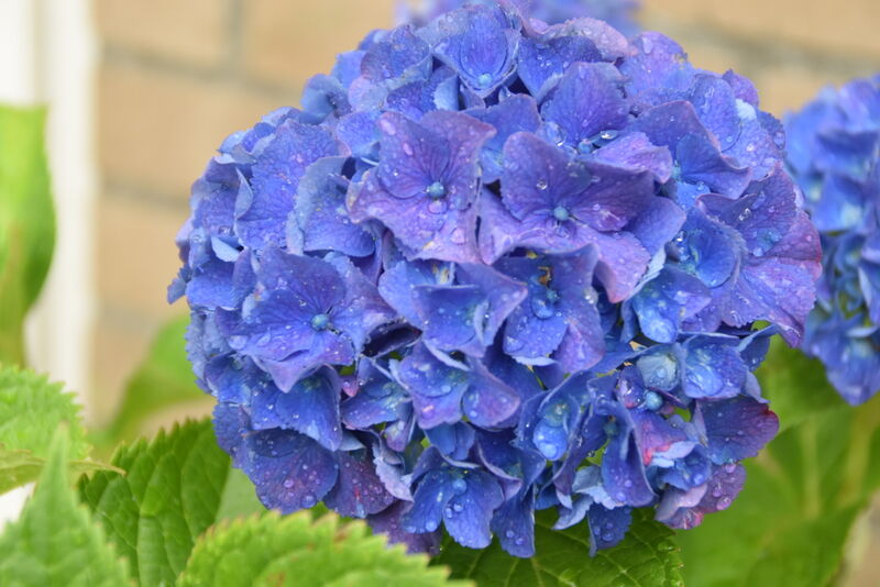 Fleur décorative