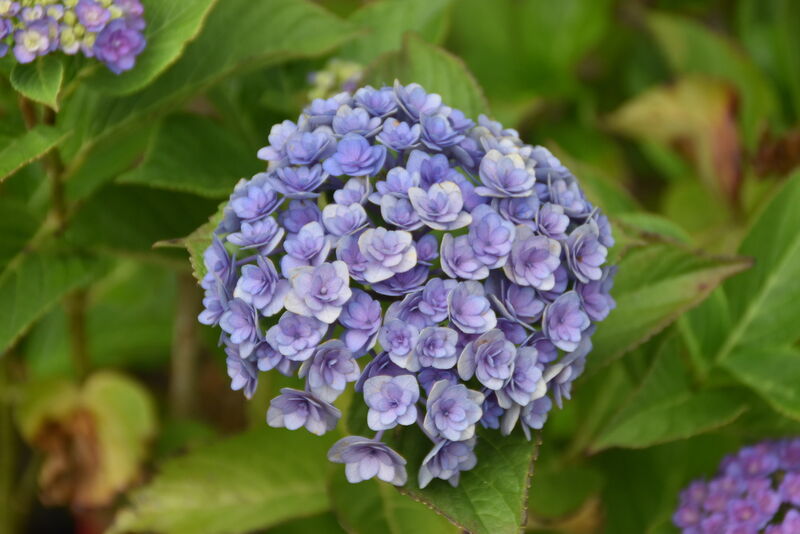 Fleur décorative