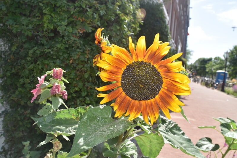 Fleur décorative