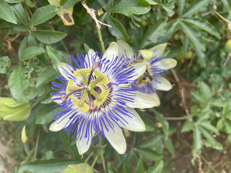 Fleur décorative