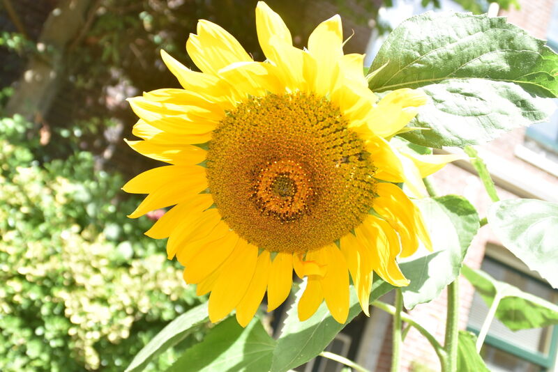 Fleur décorative
