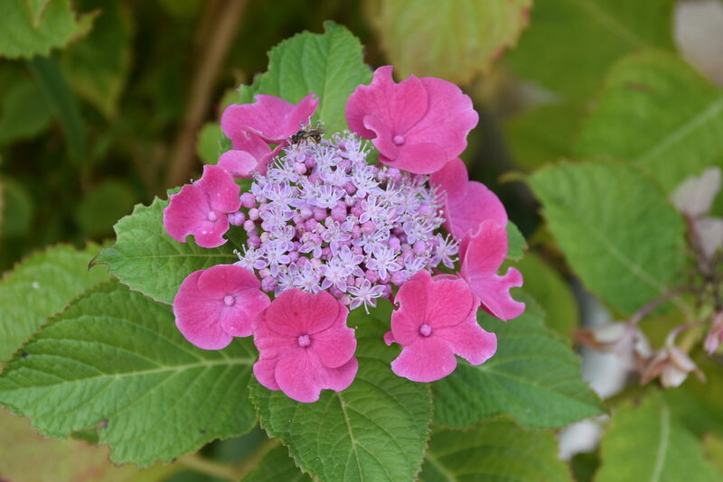 Fleur décorative