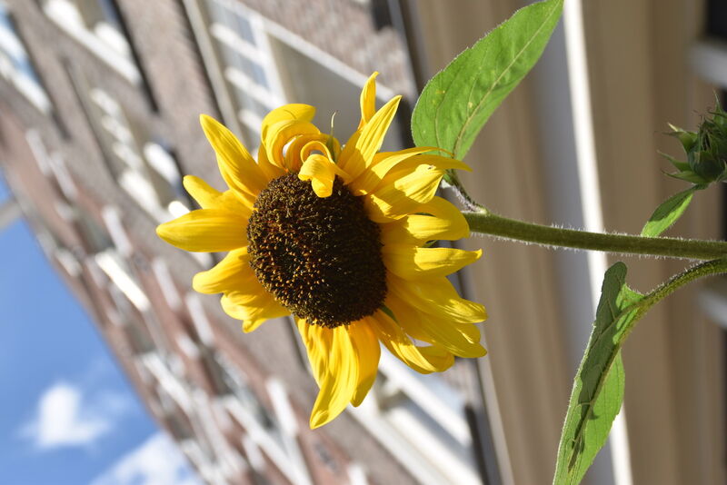 Fleur décorative