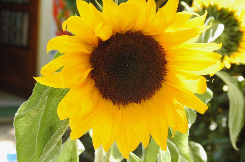 Fleur décorative