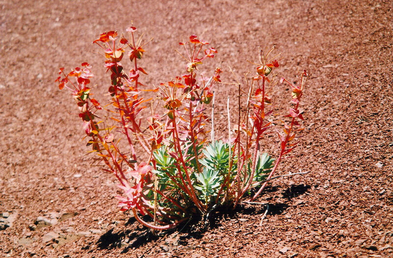 Fleur décorative