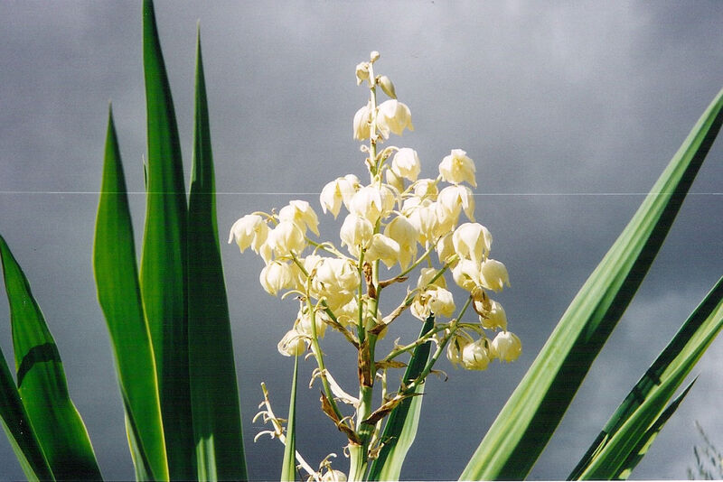 Fleur décorative