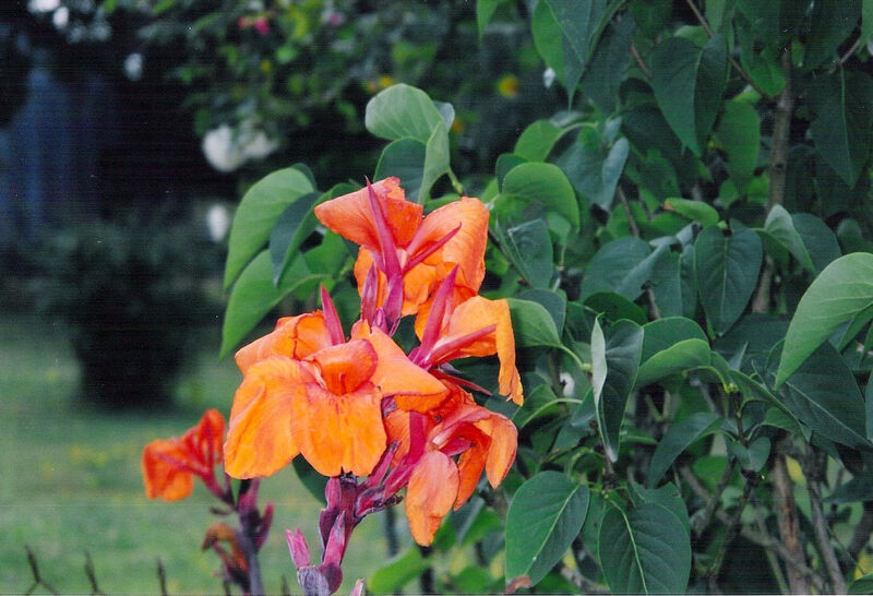 Fleur décorative