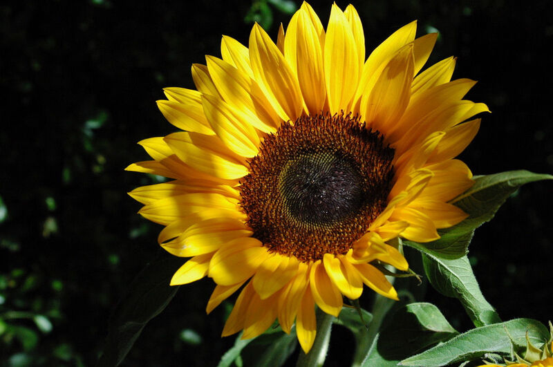 Fleur décorative