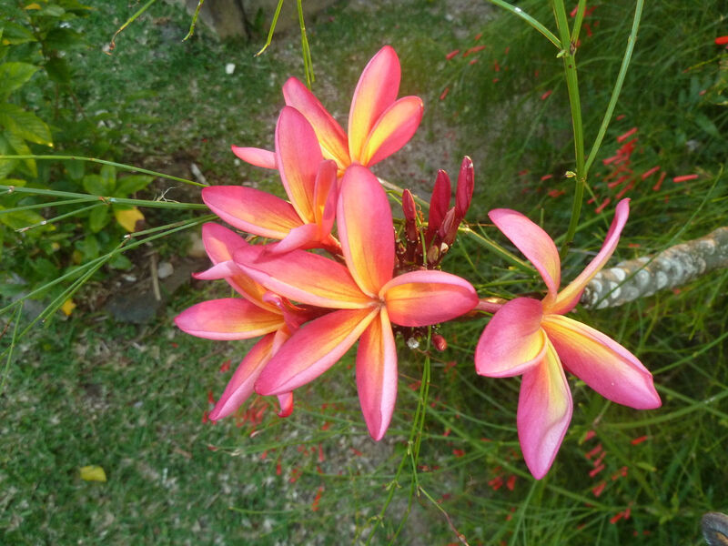 Fleur décorative